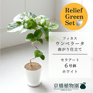 y1P7{Izy[tO[ZbgzyZA[g^zCgztBJX@Ex[^@6@Ȃ@E6Gy󂯎Mtz×tXS@Ȃy픫/󂯎Mtzy2Zb