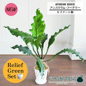 y30P5{Izy[tO[ZbgzyZA[gzAXEEt[P[@6×tXS@Ȃy픫/󂯎Mtzy2Zbgz