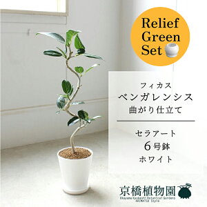 【マラソンクーポン有】【リリーフグリーンセット】【セラアート鉢/ホワイト】フィカス ベンガレンシス 6号 E6G【受け皿付き】×フランスゴム 曲がり【陶器鉢/受け皿付き】【2鉢セ