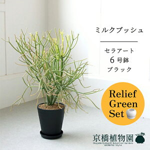 【マラソンクーポン有】【リリーフグリーンセット】ミルクブッシュ(青珊瑚) 6号(黒セラアート鉢)×フランスゴム 曲がり【陶器鉢/受け皿付き】【2鉢セット】