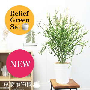 y30P5{Izy[tO[Zbgz~NubVX)@6iZA[gj×tXS@Ȃy픫/󂯎Mtzy2Zbgz