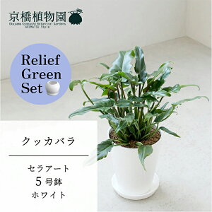 y[tO[ZbgzyZA[g^zCgzNbJo@5y󂯎Mtz×TXxAy픫/󂯎Mtzy2Zbgz