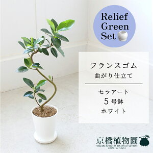 【30日はP5倍!】【リリーフグリーンセット】【セラアート鉢/ホワイト】フランスゴム 超曲がり 5号【受け皿付き】×サンスベリア【陶器鉢/受け皿付き】【2鉢セット】