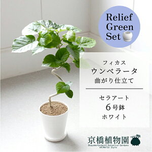 y30P5{Izy[tO[ZbgzyZA[g^zCgztBJX@Ex[^@6@Ȃ@E6Gy󂯎Mtz×TXxAy픫/󂯎Mtzy2Zbgz