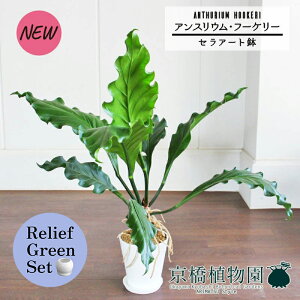 y30P5{Izy[tO[ZbgzyZA[gzAXEEt[P[@6×TXxAy픫/󂯎Mtzy2Zbgz