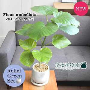 y30P5{Izy[tO[Zbgzy}EhSTCYztBJXEEx[^y󂯎Mtz×TXxAy픫/󂯎Mtzy2Zbgz