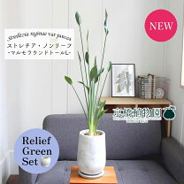 楽天市場】ノンリーフ ストレリチア 観葉植物の通販