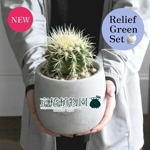 【30日はP5倍!】【リリーフグリーンセット】【マルモラウンドSサイズ】サボテン 金鯱(キンシャチ)【受け皿付き】×サンスベリア【陶器鉢/受け皿付き】【2鉢セット】