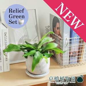 【30日はP5倍!】【リリーフグリーンセット】【マルモラウンドSサイズ/受け皿付き】コウモリラン・ビフルカツム×サンスベリア【陶器鉢/受け皿付き】【2鉢セット】