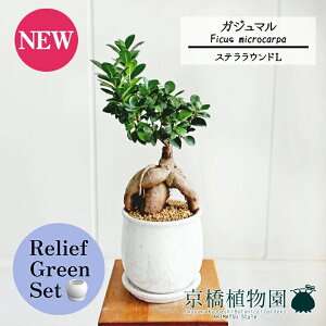 ySSN[|zySSizy[tO[ZbgzyXeEhFLTCY/픫zKW}y󂯎Mtz7G×TXxAy픫/󂯎Mtzy2Zbgz