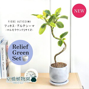 y1P7{Izy[tO[Zbgzy}EhSTCY/󂯎MtztBJXEAeV[}@Ȃ@4G×TXxAy픫/󂯎Mtzy2Zbgz