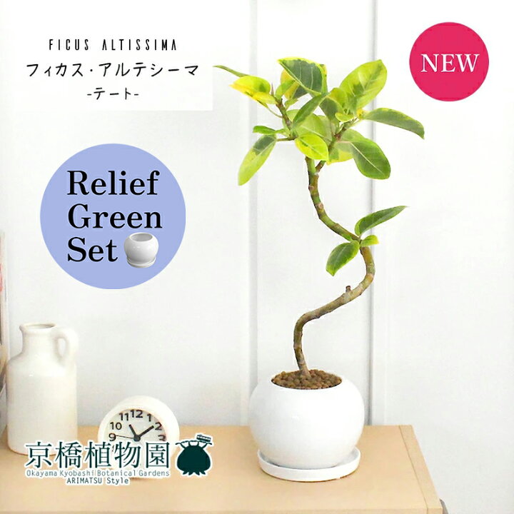 楽天市場】【リリーフグリーンセット】【テート陶器鉢/ホワイト 