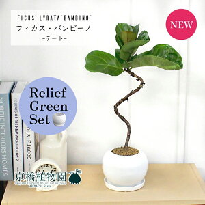 y[tO[Zbgzye[g픫/zCgzJVoSmL or[m Ȃy󂯎Mtz4G×TXxAy픫/󂯎Mtzy2Zbgz