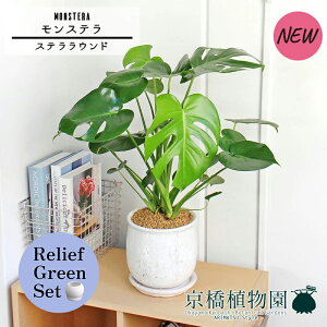 ySSN[|zySSizy[tO[ZbgzyXeEhFLTCY/픫zXe y󂯎Mtz5G×TXxAy픫/󂯎Mtzy2Zbgz