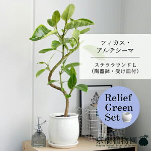 y1P7{Izy[tO[ZbgztBJXEAeV[} ȂyXeEhLTCY/zCgz 󂯎Mt 6G×TXxAy픫/󂯎Mtzy2Zbgz