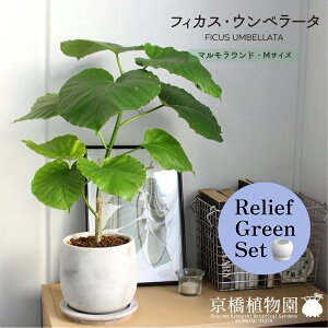 y1P7{zy[tO[Zbgzy}EhMTCYzEx[^y󂯎Mtz×TXxAy픫/󂯎Mtzy2Zbgz