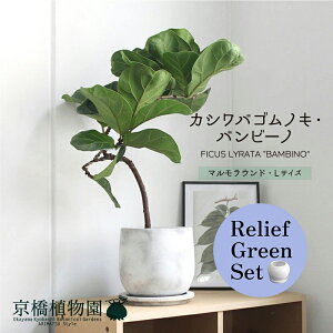 y5P5{IzySSN[|zySSizy[tO[Zbgzy}EhLTCYzJVoSmLEor[my󂯎Mtz×TXxAy픫/󂯎Mtz