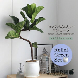 y1P7{Izy[tO[ZbgzyXeEhFLTCY/픫zJVoSmLEor[my󂯎Mtz×TXxAy픫/󂯎Mtzy2Zbgz