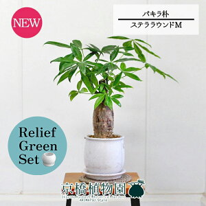 【30日はP5倍!】【マラソンクーポン有】【リリーフグリーンセット】【ステララウンド:Mサイズ/陶器鉢】パキラ 朴 5G×ガジュマル【陶器鉢/受け皿付き】【2鉢セット】