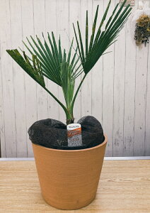 観葉植物 ワシントンヤシの人気商品 通販 価格比較 価格 Com