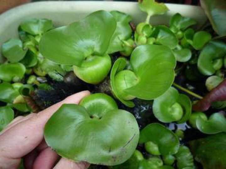 楽天市場 浮き草 メダカ ホテイソウ ホテイアオイ 5株セット 花の店 山ぼうし 楽天市場 浮き草 メダカ ホテイソウ ホテイアオイ 5株セット 花の店 山ぼうし