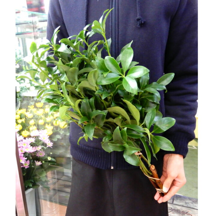 楽天市場】お墓参り セット 生花1対(2束)香花1対(2束)しきみ 墓前供花 お供え お盆 お彼岸 年末 法事 命日 : 花の店 山ぼうし 楽天市場】お墓参り セット 生花1対(2束)香花1対(2束)しきみ 墓前供花 お供え お盆 お彼岸 年末 法事 命日 : 花の店 山ぼうし
