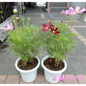 楽天市場 コスモス 鉢植えの通販