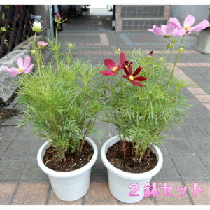 秋 鉢植えの人気商品 通販 価格比較 価格 Com
