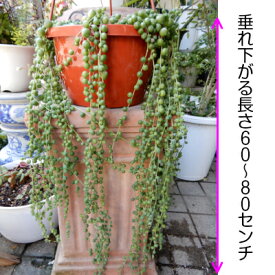 楽天市場 多肉植物 垂れ下がるの通販