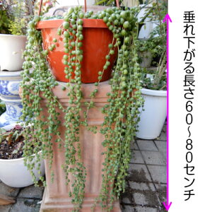 観葉植物 ネックレス 多肉植物 農業資材 ガーデニング用品の人気商品 通販 価格比較 価格 Com