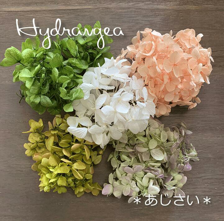 楽天市場】あじさい【大地農園】紫陽花 小分け 少量 プリザーブド 