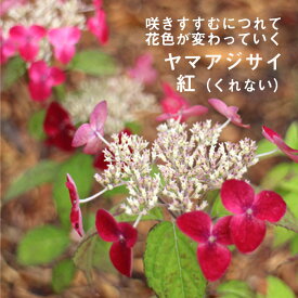 ヤマアジサイ 苗 山アジサイ 紅 くれない 9cmロングポット