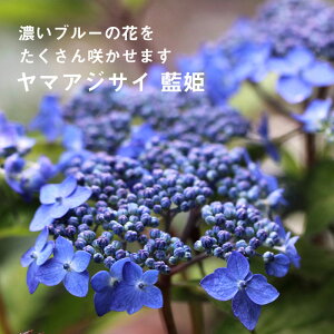 y\z}AWTC c RAWTC P 9cmO|bg y11{菇z