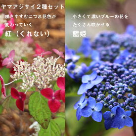 ヤマアジサイ 苗 山アジサイ 【紅(くれない)2個+藍姫1個=合計3個セット】 9cmロングポット 送料無料