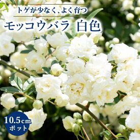 モッコウバラ 苗木 白 八重咲き 白色 10.5cmポット ガーデニング 園芸 つるバラ 生育旺盛 育てやすい 木香薔薇 バラ バラ苗 薔薇 rose