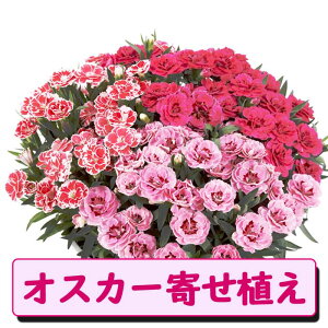 �y�\��z ��̓� �v���[���g 2026�N 2�^�C�v����I�ׂ� �J�[�l�[�V���� �y �I�X�J�[ or2�F�A���z�񂹐A�� �傫��7���� �������� ���� 50�� 60�� �Ԃ̑�a