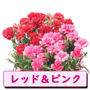�y�\��z ��̓� �v���[���g 2026�N 2�^�C�v����I�ׂ� �J�[�l�[�V���� �y �I�X�J�[ or2�F�A���z�񂹐A�� �傫��7���� �������� ���� 50�� 60�� �Ԃ̑�a