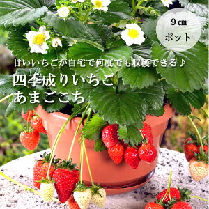 C`S c lG ܂ 9cm|bg Ȃ邠  Xgx[ strawberry  ƒ؉ K[fjO o^i nNT