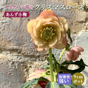 NX}X[Y c 񂸏f Nc 9cm|bg ~ Ԓd ϊ K[fjO w{X ~V