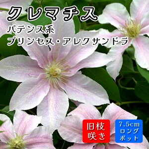 N}`X vZX ANTh 7.5cmO|bg c sN ypeXnE}炫zlG炫 clematis
