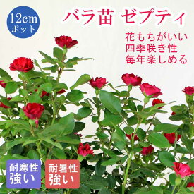 バラ 苗 ローズ ゼプティ 12cm鉢 育てやすい ミニバラ バラ苗 薔薇 rose 耐寒性 耐暑性 四季咲き 連続開花 ガーデニング 園芸