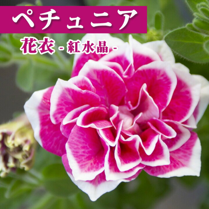 楽天市場 花 苗 ペチュニア 花衣 紅水晶 10 5cm 花苗 インテリア ガーデニング 初心者 長く咲く 育てやすい 花の大和 楽天市場店