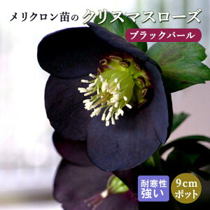 y\EzNX}X[Y c ubNp[ Nc 9cm|bg ~ Ԓd ϊ K[fjO w{X ~Vy10{菇z