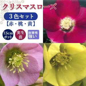 NX}X[Y c 3F Zbg 7.5cm|bg ԂƓƉF c ~ Ԓd ϊ K[fjO
