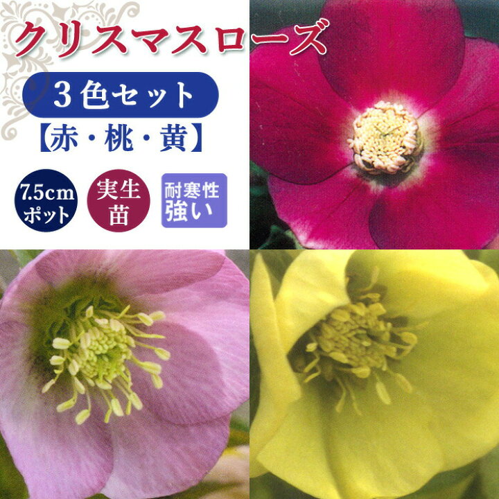 楽天市場 クリスマスローズ 苗 ３色 セット 7 5ｃｍポット 実生苗 冬 花壇 耐寒性 ガーデニング 予約商品 早割価格 １０月後半より順次発送 花の大和 楽天市場店