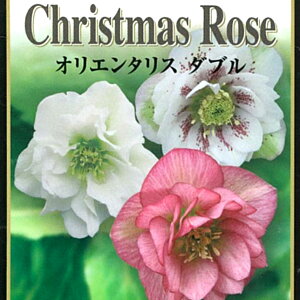 NX}X[Y c _u c 7.5cm  ~ Ԓd ϊ K[fjO w{X