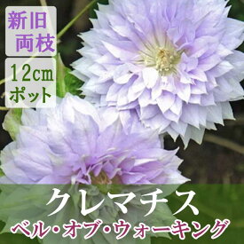 クレマチス ベル オブ ウォーキング 12cm苗 シルバーピンク 【パテンス＆ラヌギノーサ系・新旧両枝咲き】四季咲 大輪