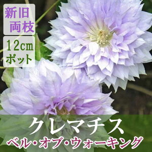 N}`X x Iu EH[LO 12cmc Vo[sN ypeXkMm[TnEV}炫zlG 