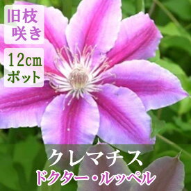 【10月上旬より発送・早割】クレマチス ドクター ルッペル 12cm苗 ピンク 【パテンス系・旧枝咲き】四季咲き 大輪 clematis ドクターラッペル【送料無料】