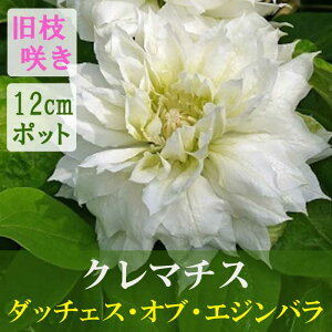 N}`X _b`FX Iu GWo 12cmc  ypeXnE}炫zlG炫 